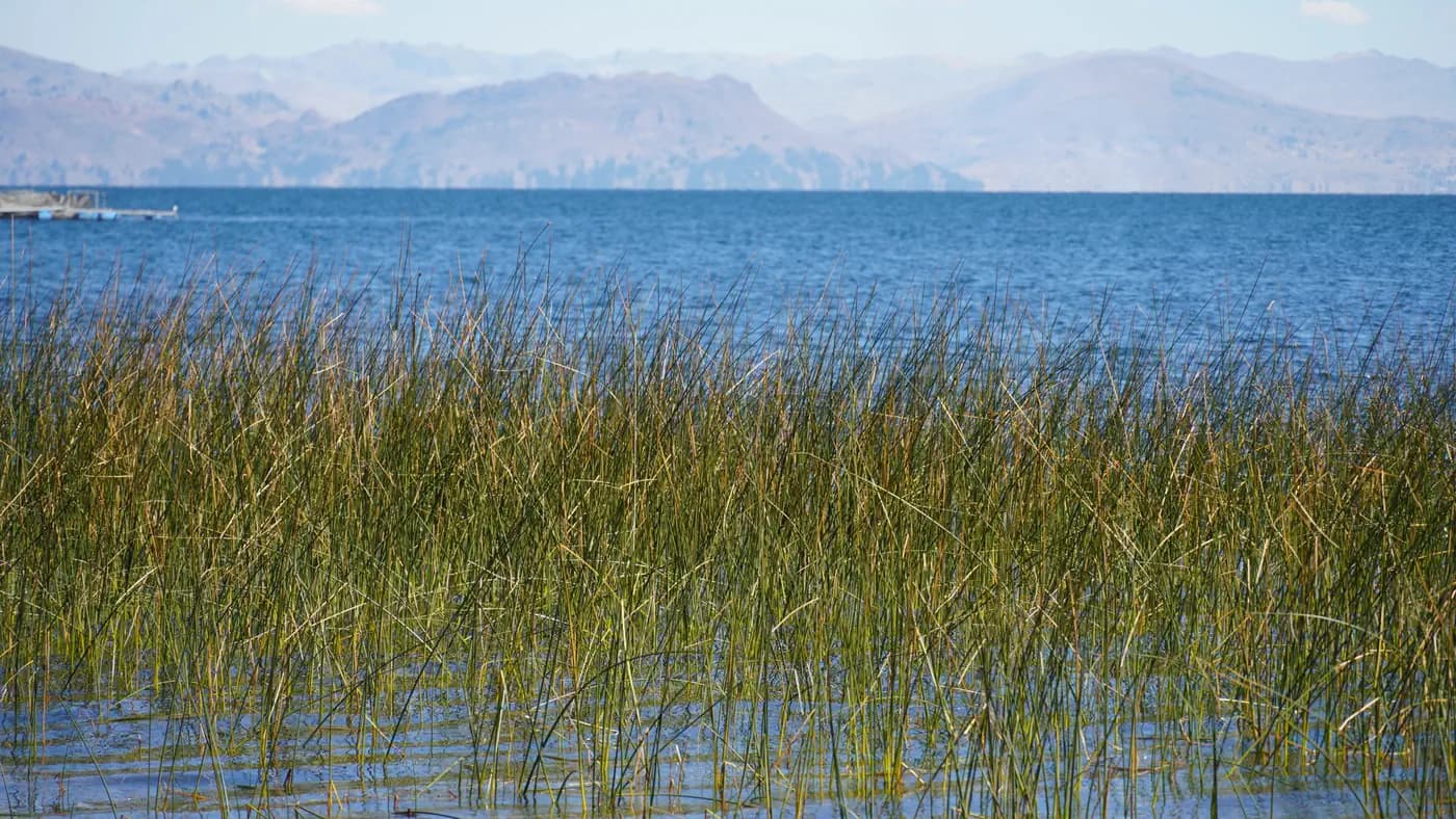 Totora reed — the plant the Uros islands are built from